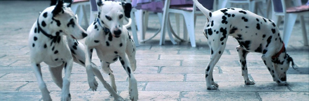 Dalmatian dog